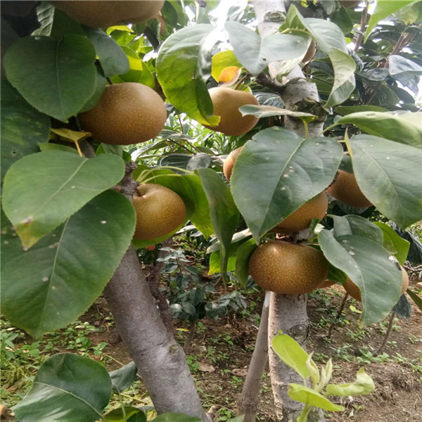 3377app_葛红林率团出席亚太经合组织工商领导人峰会 探讨秘鲁矿业及金属加工等领域合作(图2)