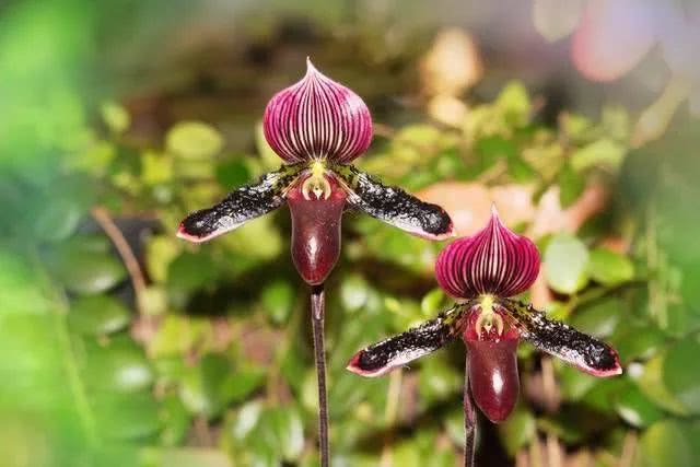 3377体育|
【甲A-英雄人物】江晖 一代武汉甲A名将的抗疫故事(图1)