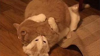 债转股能否拯救有色行业_3377app(图1)