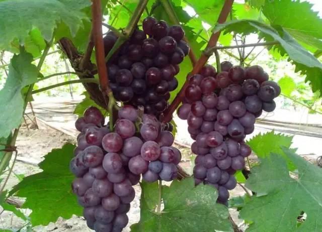 残酷!昔日战友绿茵场兵戎相见 只为争抢一张中甲准入门票|3377官网(图1) 3377体育