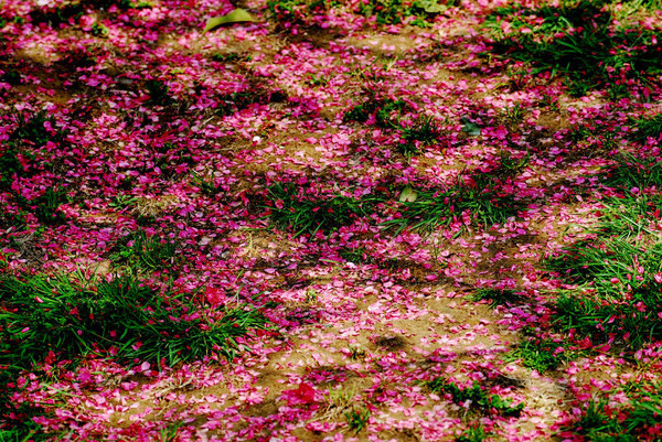 中国已签14个自贸协定 涉22个国家地区‘3377体育’(图1)